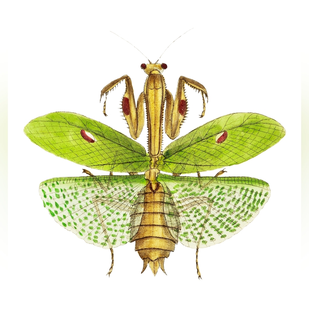Green and Brown Mantis Decor Art Print